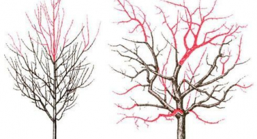 Kdy a jak správně prořezávat hrušky a tvorbu koruny pro začátečníky